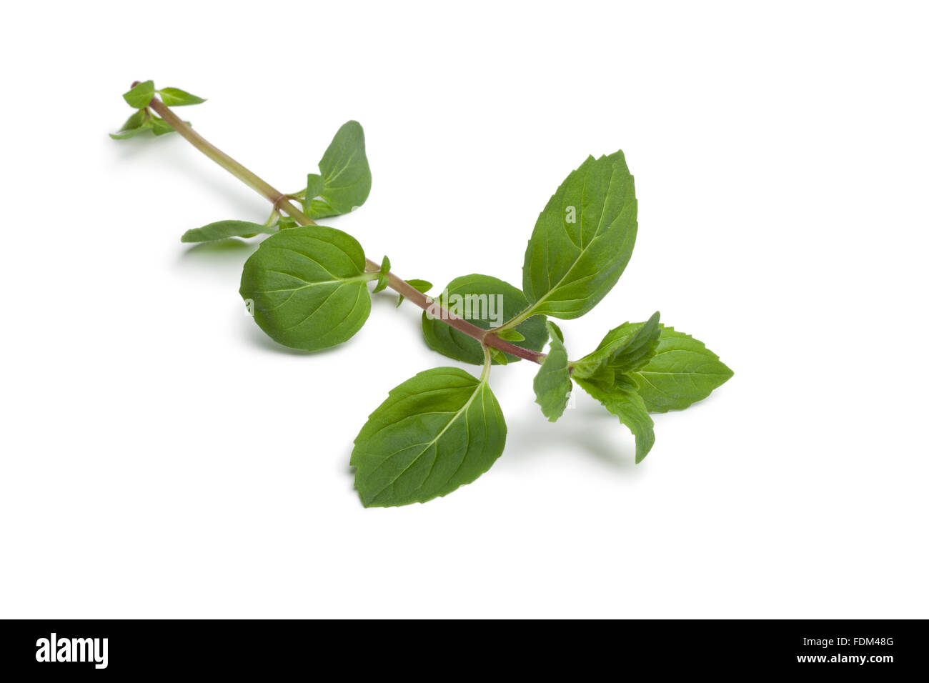 Zweig der frischen Ingwer-Minze Pflanze auf weißem Hintergrund Stockfoto