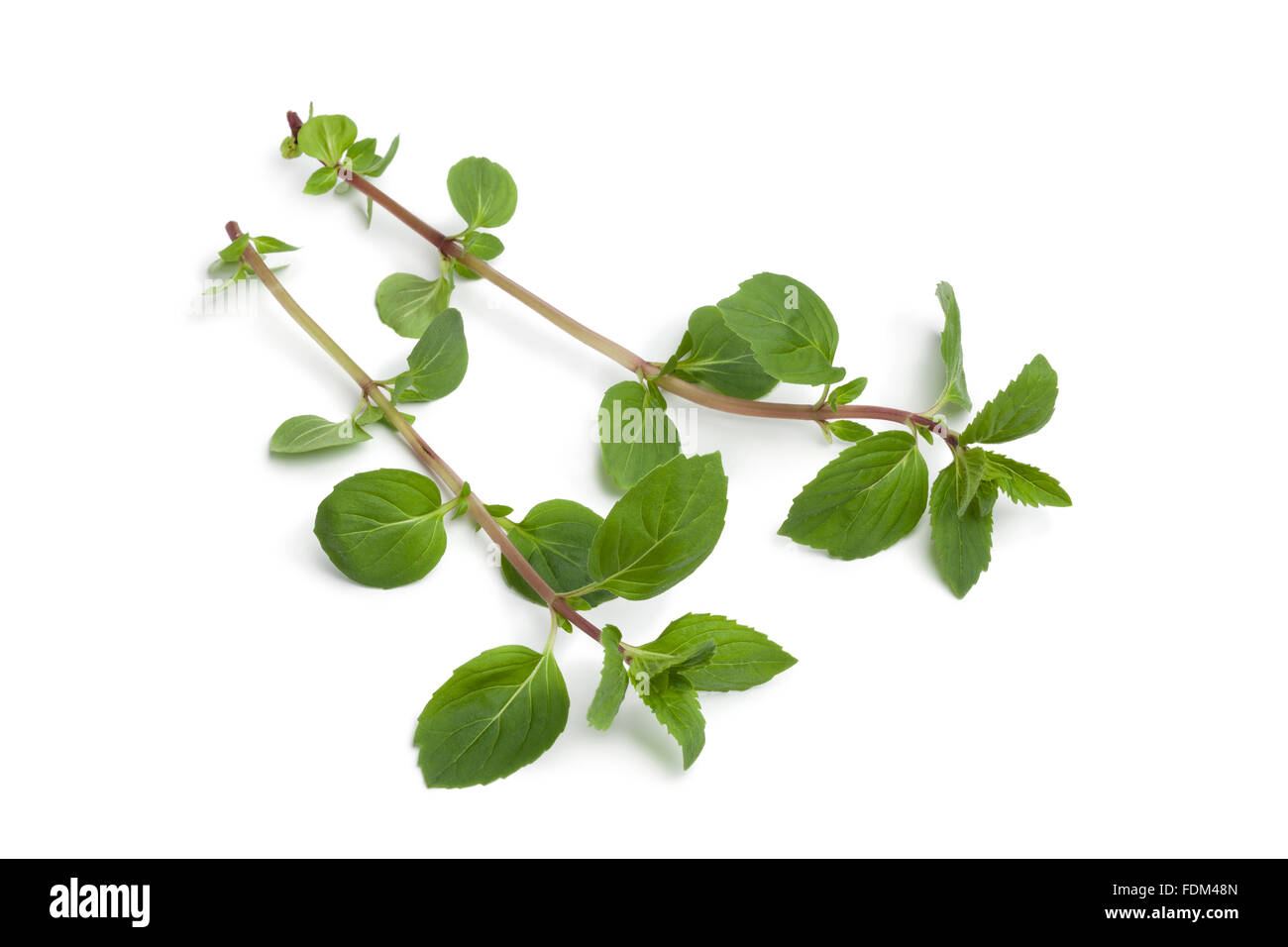Zweigen des frischen Ingwer-Minze Pflanze auf weißem Hintergrund Stockfoto