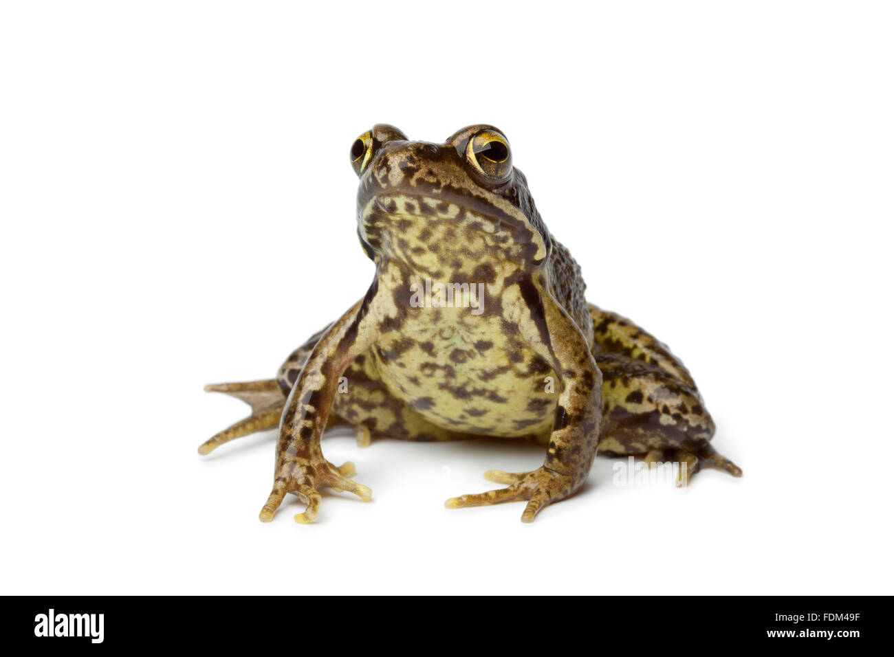 Grasfrosch auf weißem Hintergrund Stockfoto