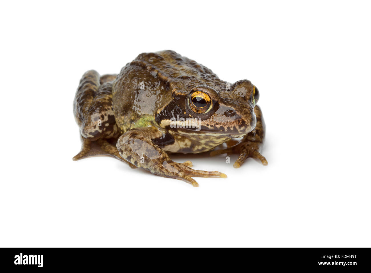 Grasfrosch auf weißem Hintergrund Stockfoto