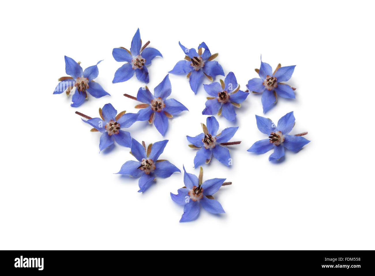 Frische blaue Borretsch Blumen zur Dekoration auf weißem Hintergrund Stockfoto
