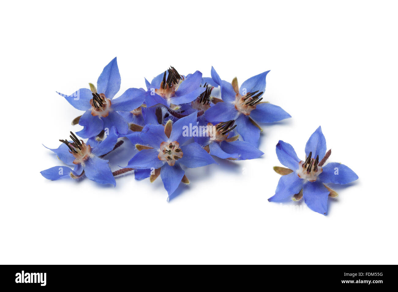 Haufen von frischen blauen Borretsch Blumen zur Dekoration auf weißem Hintergrund Stockfoto