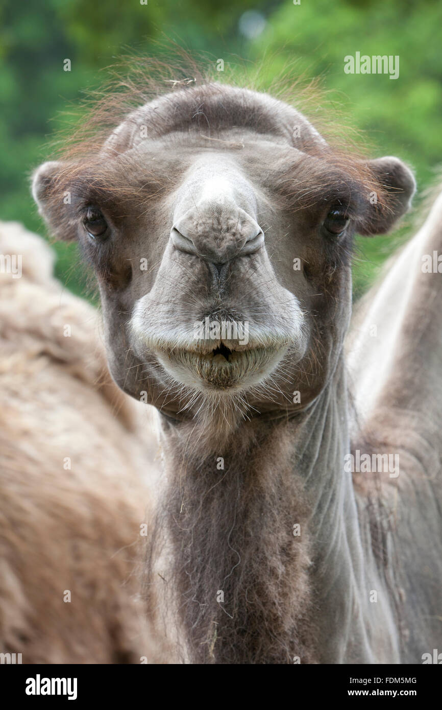 Porträt eines jungen Kamels hautnah Stockfoto