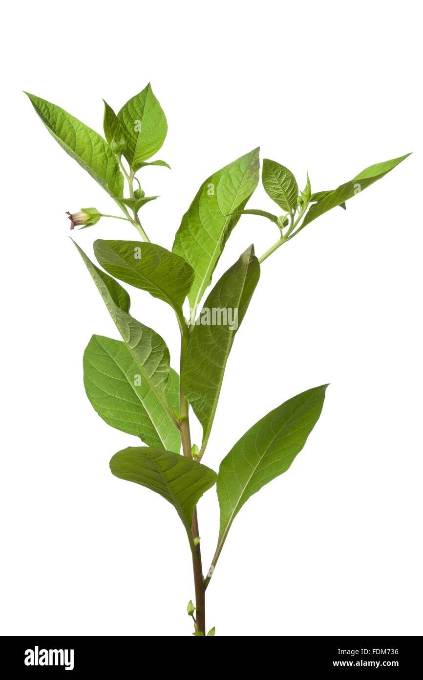 Frischen giftigen Belladonna Pflanze auf weißem Hintergrund Stockfoto