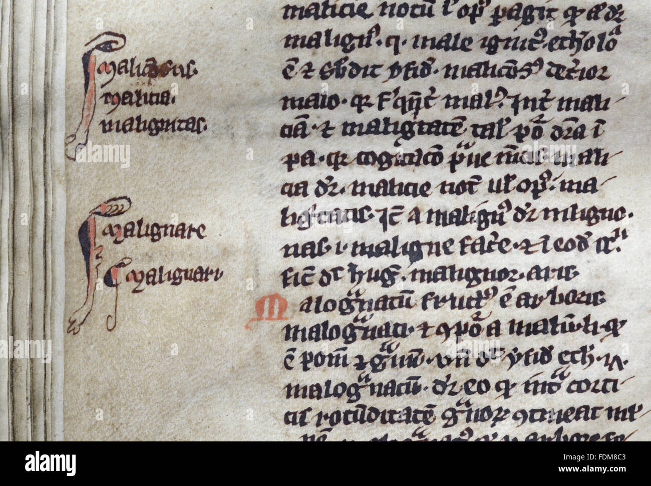 Ein Detail aus dem Text der Handschrift William Britos Mitte Vocabulorum Bibliae aus der Bibliothek der Nonnen von Lacock Abbey, frühen vierzehnten Jahrhundert (vielleicht geschrieben, und sicherlich in Lacock gebunden).  Dieses Manuskript ist vermutlich der o Stockfoto