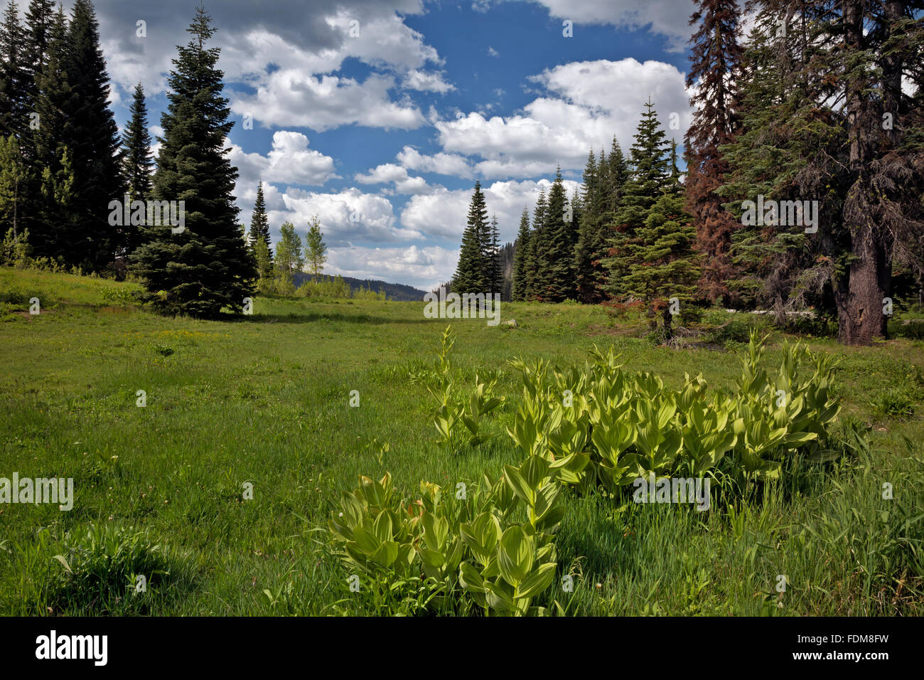 Kalifornien - Mais Lilien in Wiese an Sky High Seen in Marmor Berge Wildnisgebiet des Klamath National Forest. Stockfoto
