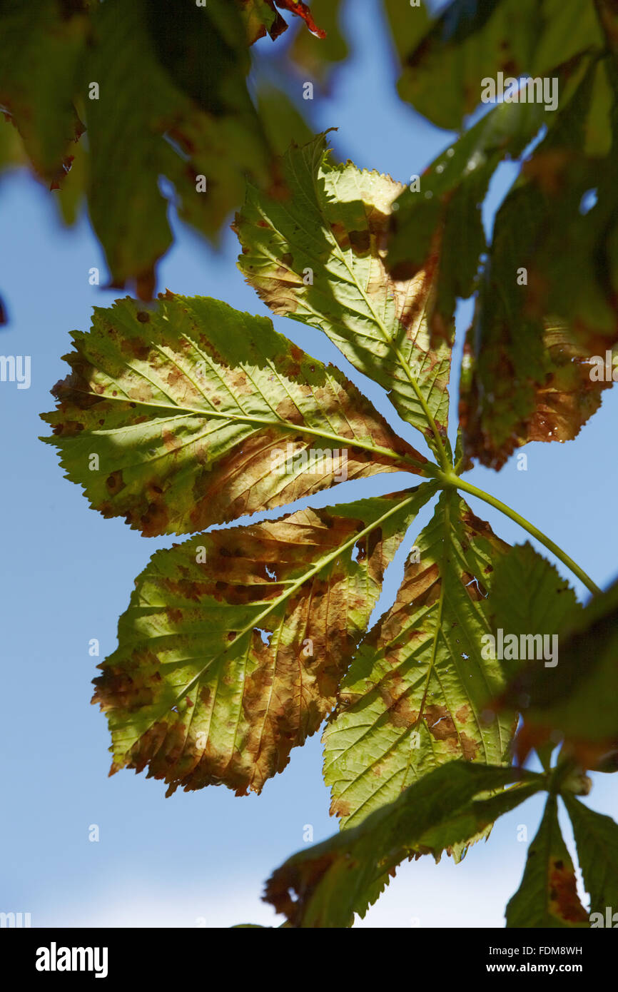 Rosskastanie Blätter im September auf dem Gelände am Schloss Coole, Grafschaft Fermanagh. Stockfoto