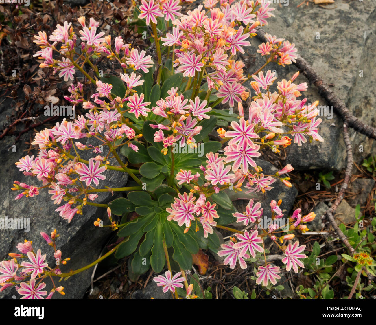 CA02684-00... Kalifornien - Lewisia blühen im Bereich Marble Mountain Wilderness des Klamath National Forest. Stockfoto