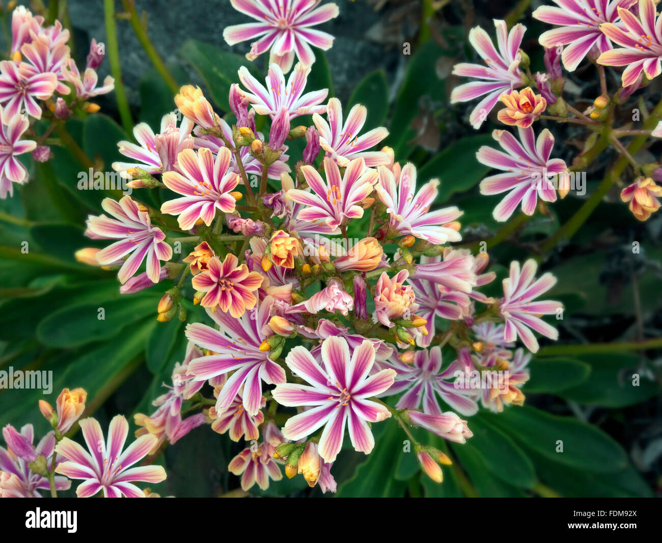 CA02686-00... Kalifornien - Lewisia blühen im Bereich Marble Mountain Wilderness des Klamath National Forest. Stockfoto