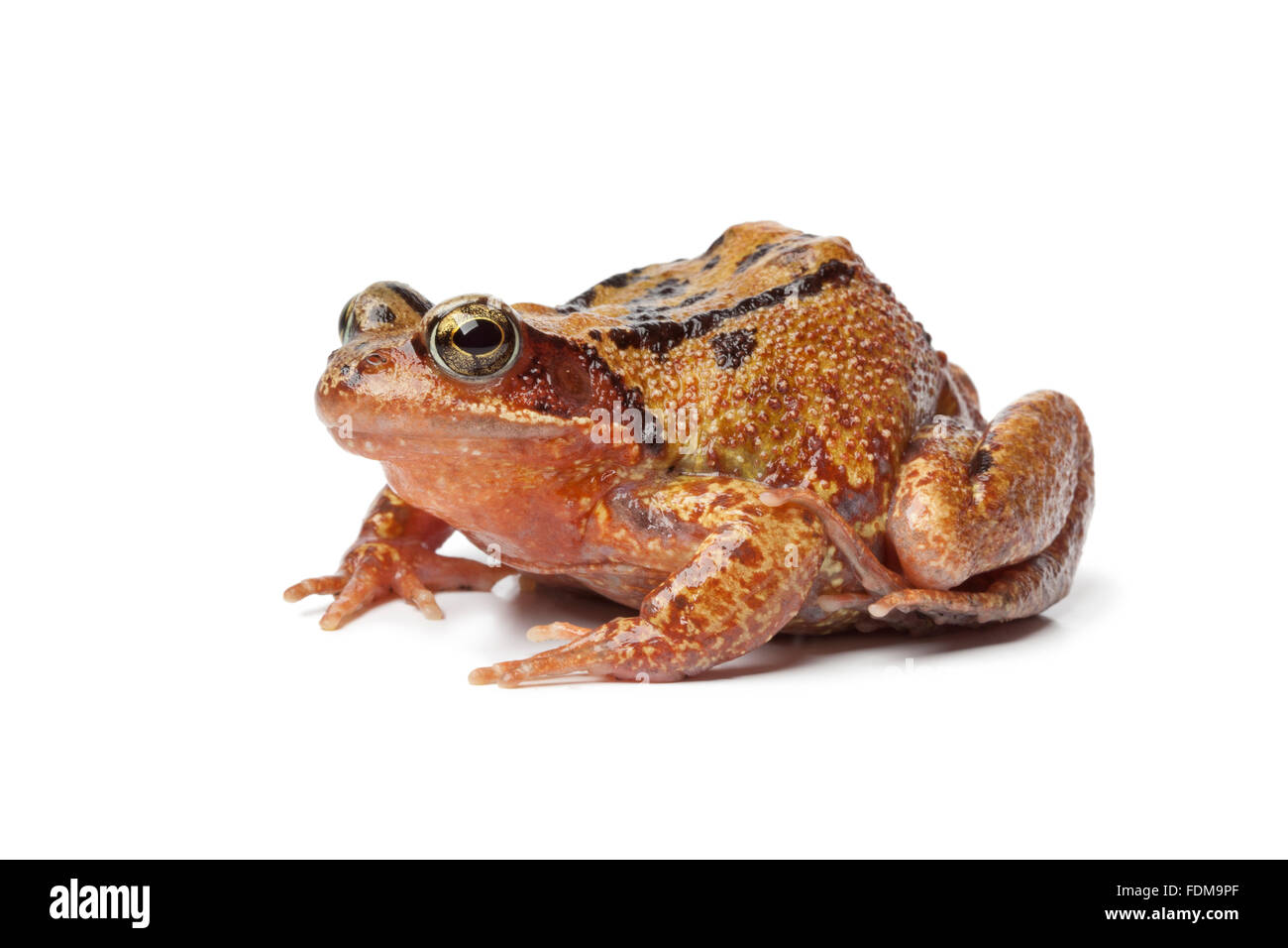 Einzelne brauner Frosch auf weißem Hintergrund Stockfoto