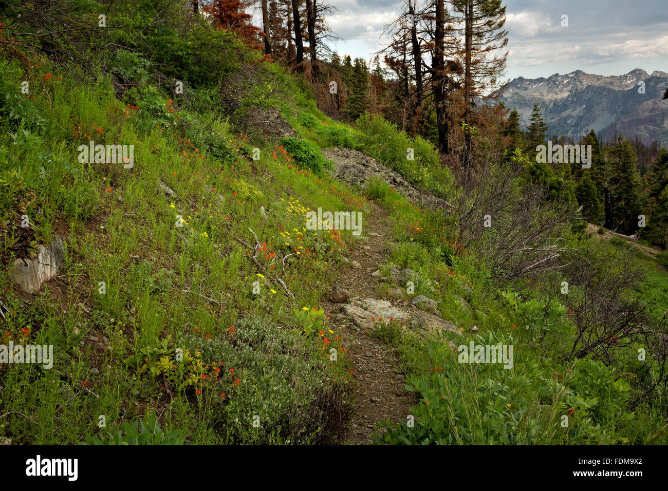 Kalifornien - der Pacific Crest Trail südlich der Kreuzung Sky High Seen in die Marble Mountain Wilderness Area. Stockfoto