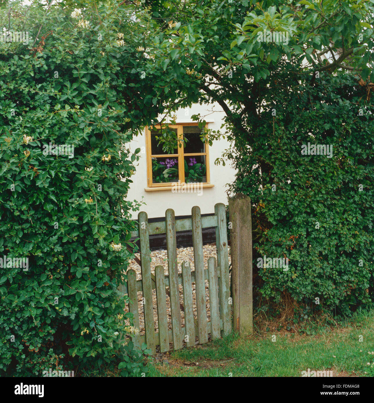 Lonicera Periclymenum, wilden Geiblatt, durch Hecke, bilden Torbogen ber  kleine Holztor, Landhaus darber hinaus wchst Stockfotografie - Alamy
