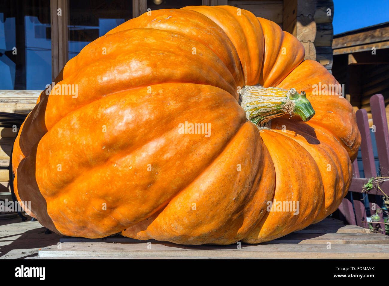 Riesenkürbis, Ontario, Kanada. Stockfoto