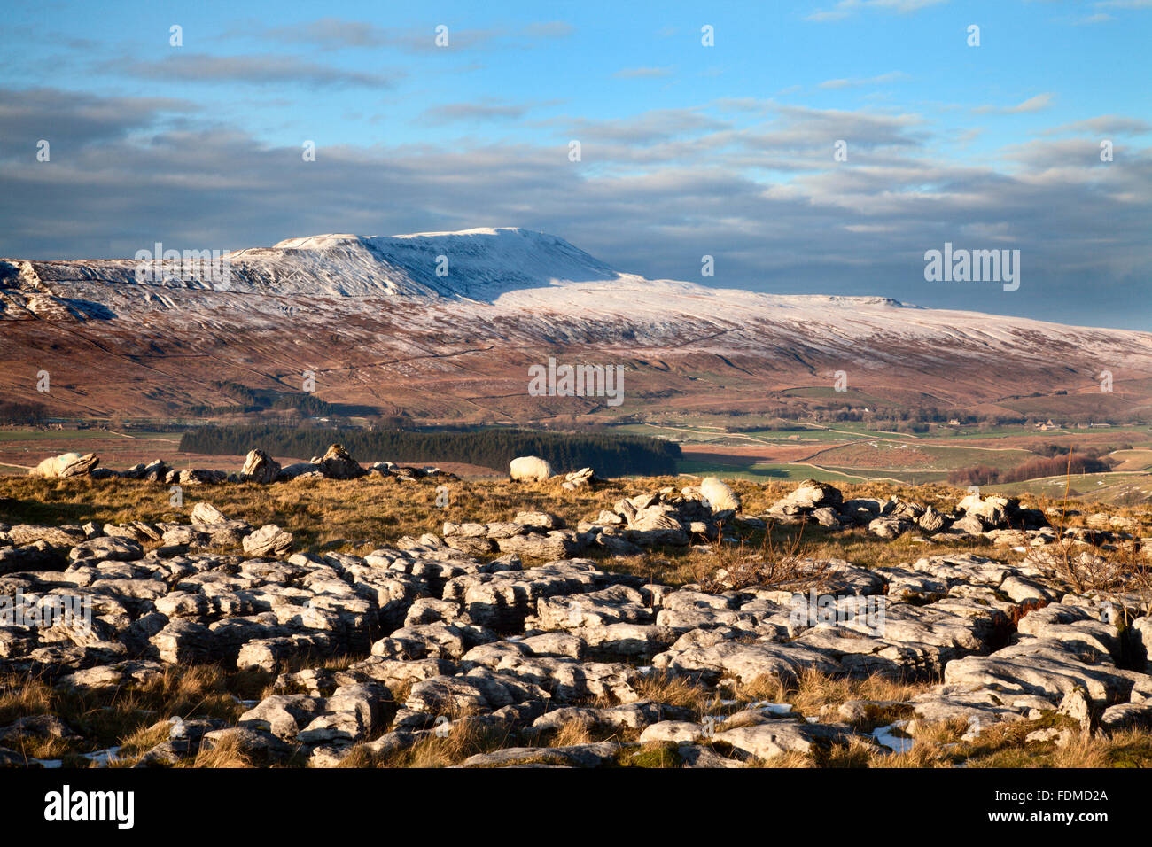 Whernside im Winter und Kalkstein Pflaster bei Southerscales Kapelle le Dale Yorkshire Dales England Stockfoto