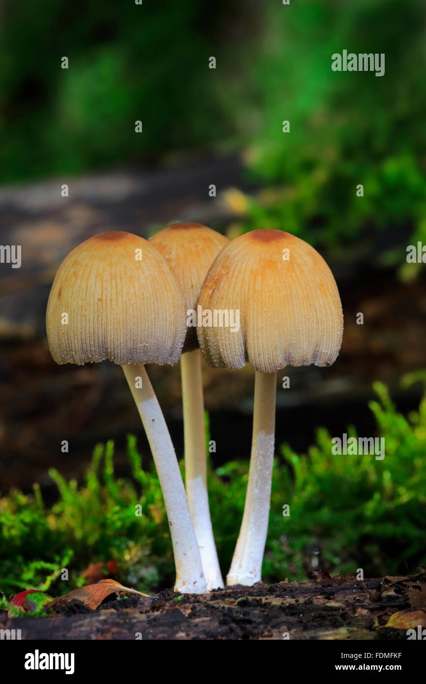 Glimmer-Kappe / glänzende Kappe / glitzernde Inky Cap (Coprinellus Micaceus / Agaricus Micaceus) Stockfoto