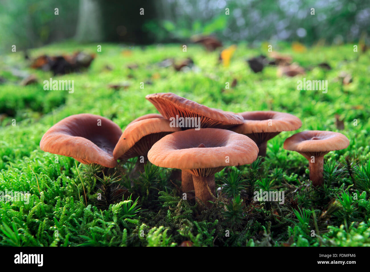 Trooping Trichter / Mönchs Kopf (Infundibulicybe Geotropa / Clitocybe Geotropa) Stockfoto