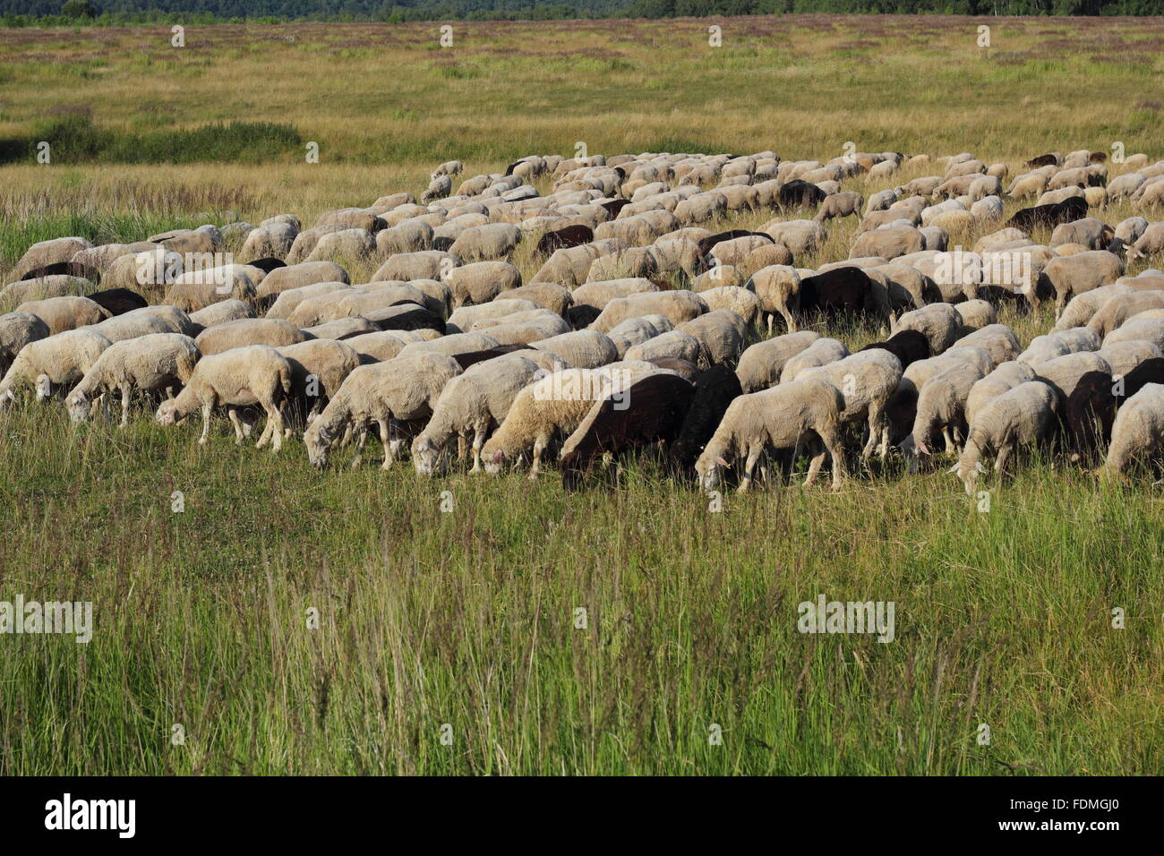 Eine Herde von Schafen auf dem grünen Rasen-Foto Stockfoto
