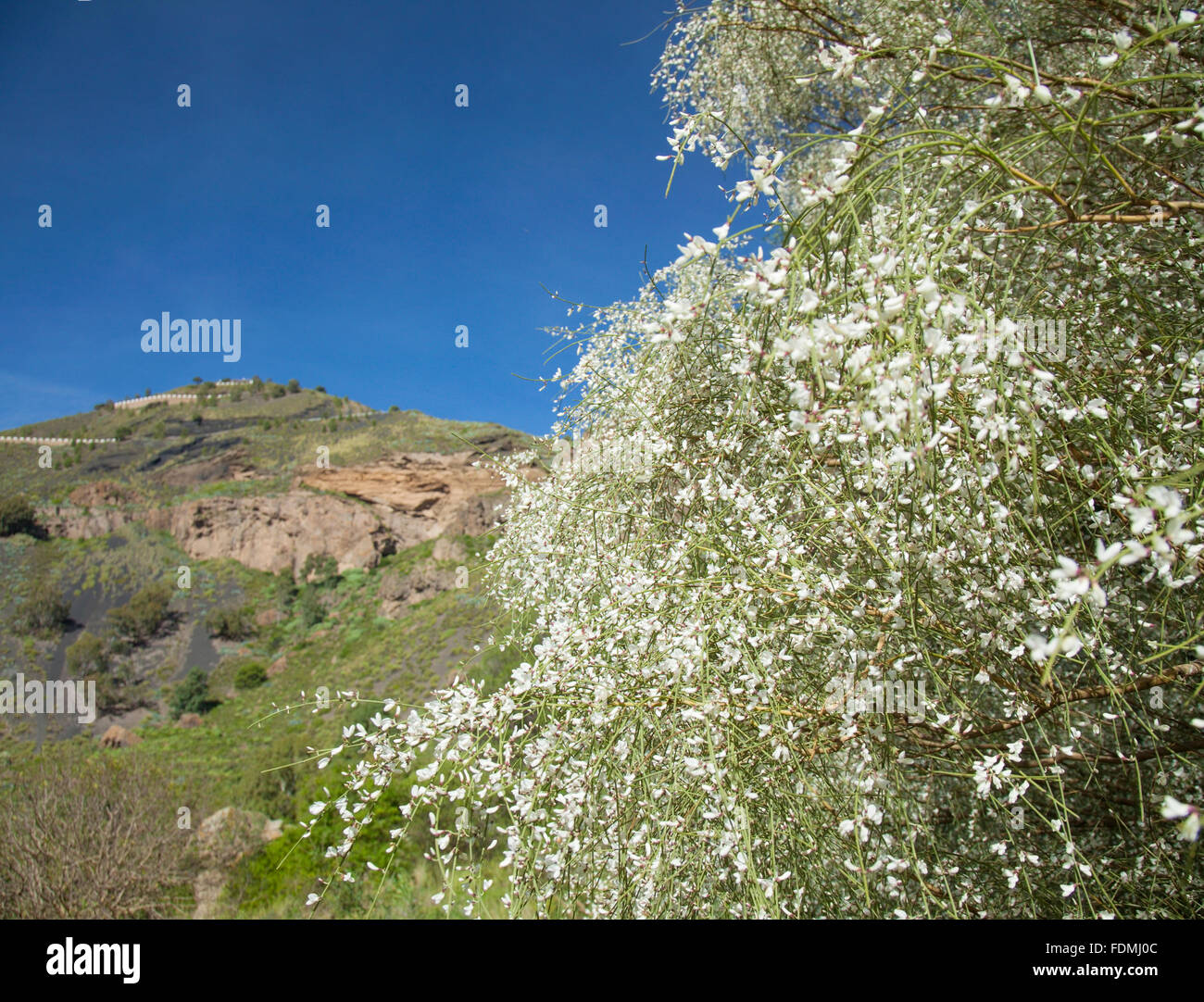 Gran Canaria, Caldera de Bandama, weiße Retama Blumen Stockfoto