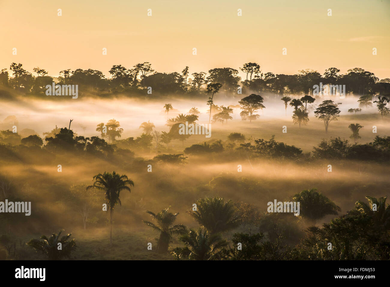 Landschaft in der Morgendämmerung des Amazonas-Regenwaldes Stockfoto