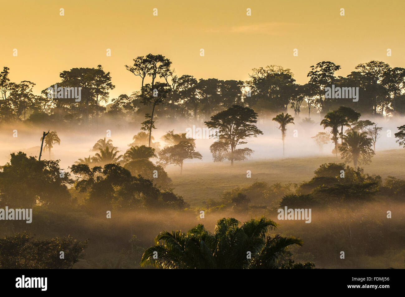 Landschaft des Amazonas-Regenwaldes im Laufe des Vormittags Stockfoto