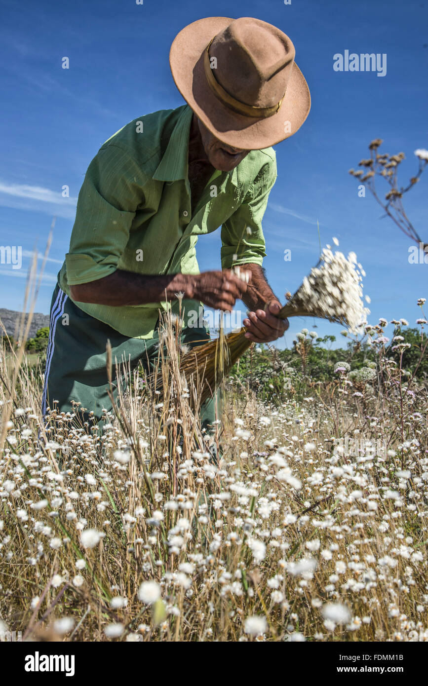 Kollektor immergrünen Evergreens im Nationalpark Stockfoto