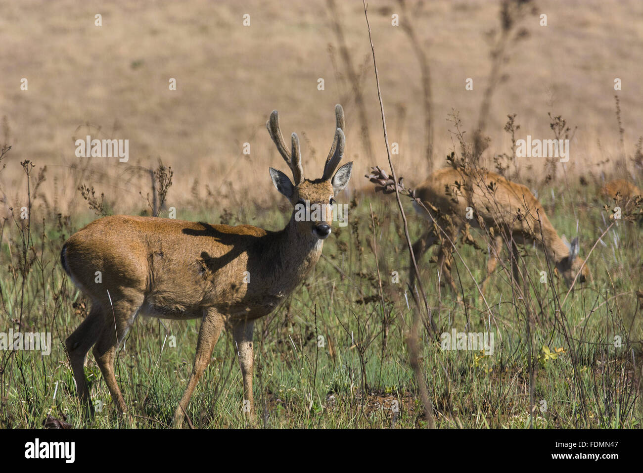 Pampas Rotwild im Bereich der?? der Nationalpark Serra da Canastra Stockfoto