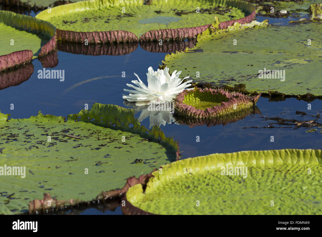 Schließen Sie die Seerosen in den Fluss im Pantanal Nationalpark Stockfoto