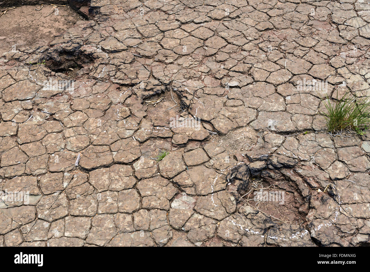 Fußspuren im rissigen Boden Dinosaurier im Tal der Dinosaurier Stockfoto