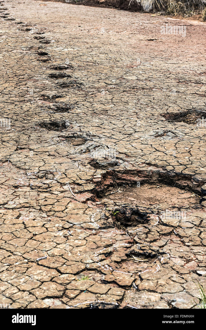 Fußspuren im rissigen Boden Dinosaurier im Tal der Dinosaurier Stockfoto