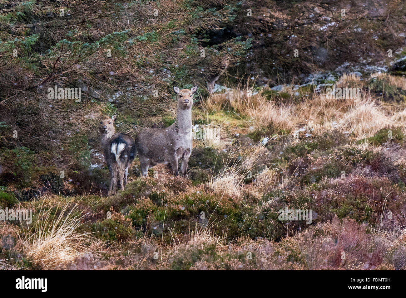 Mutter und junges Reh aufmerksam bei einem durchzogenen Hügel mit etwas Schnee im Wind in Wicklow Mountains Nationalpark in Irland Stockfoto