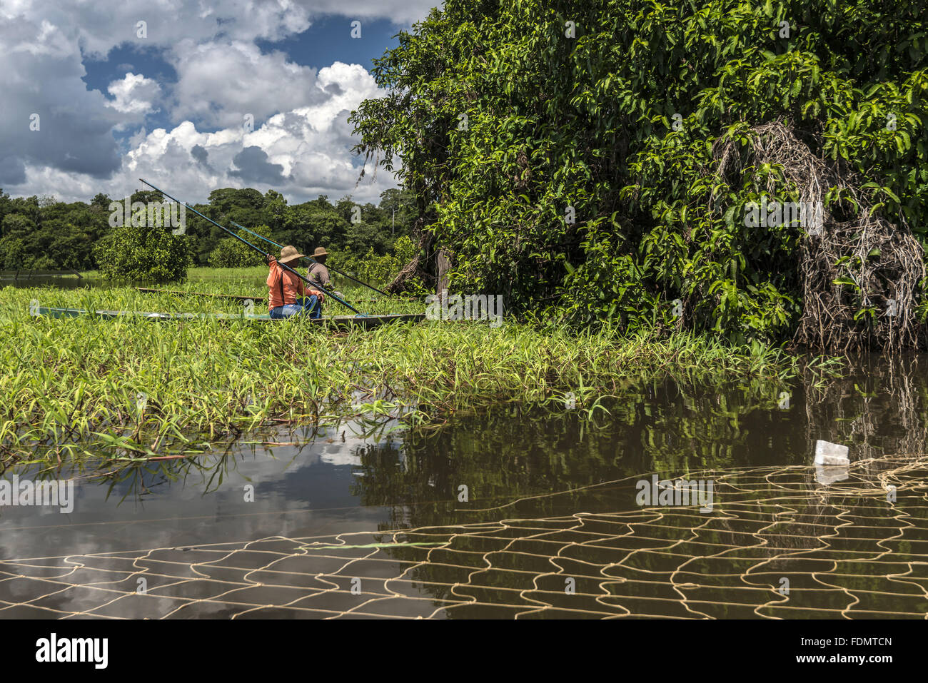 Arapaima Management im Fluss Japura - RDSM nachhaltige Entwicklung Reserve Mamirauá Stockfoto