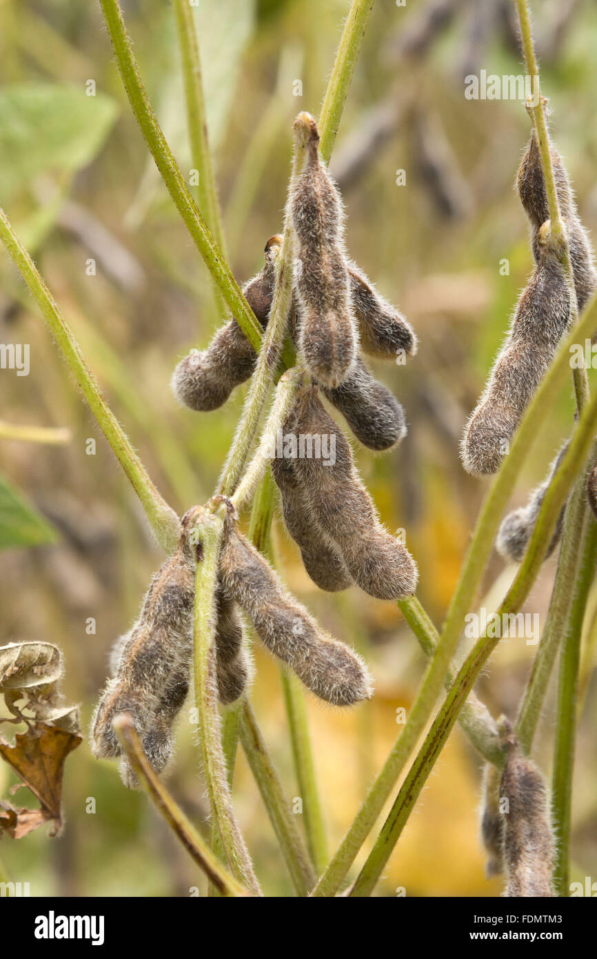 Pflanzung von transgenem Soja im detail der Hülsen Stockfoto