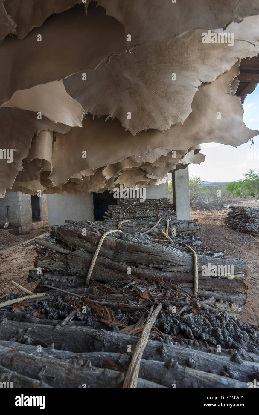Wäscheleine zum Trocknen Ziege Leder Gerberei in Ribeira Bezirk Stockfoto