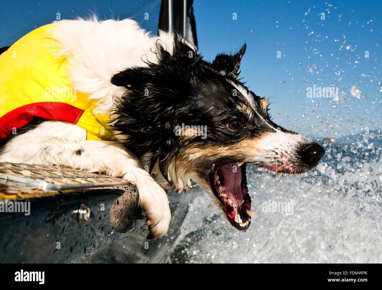 Cooper, beißt ein Border-Collie eine Schwimmweste tragen am Wasser von Boote Gefolge während am Columbia River. Stockfoto