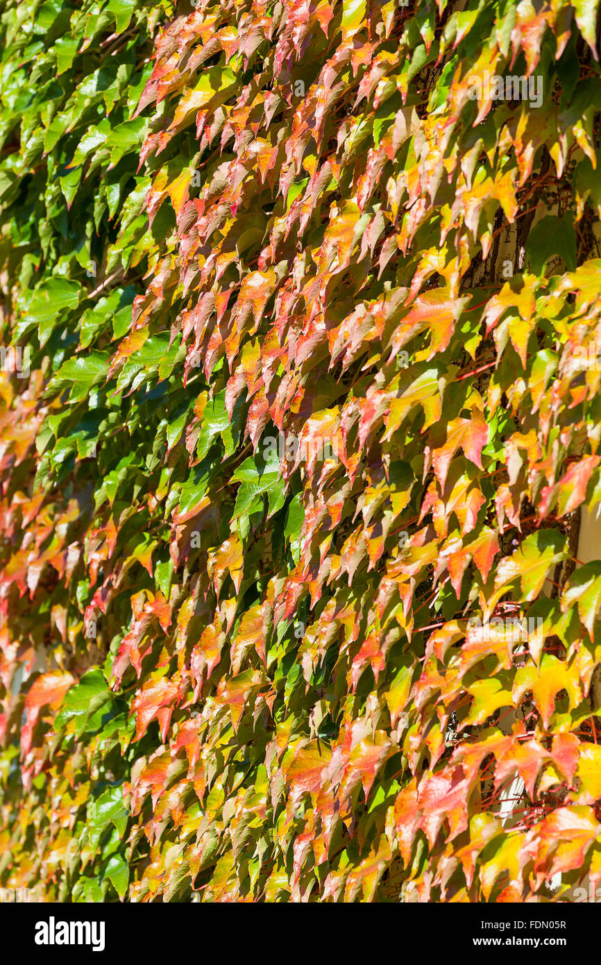 Woodbine (Parthenocissus Tricuspidata), Herbstfärbung, Fassade, Deutschland Stockfoto
