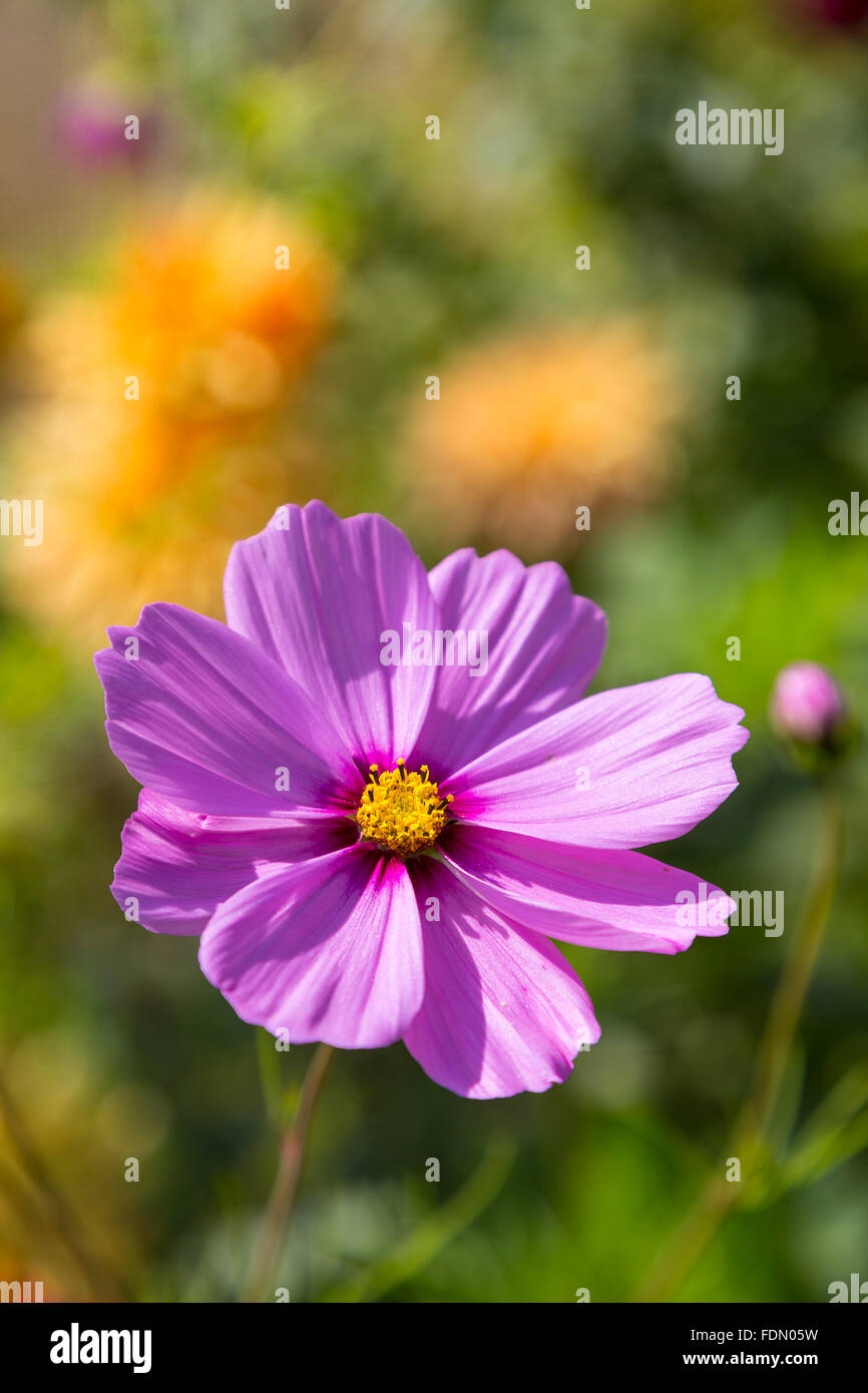 Garten Kosmos oder mexikanische Aster (Cosmos Bipinnatus) Blume, Deutschland Stockfoto
