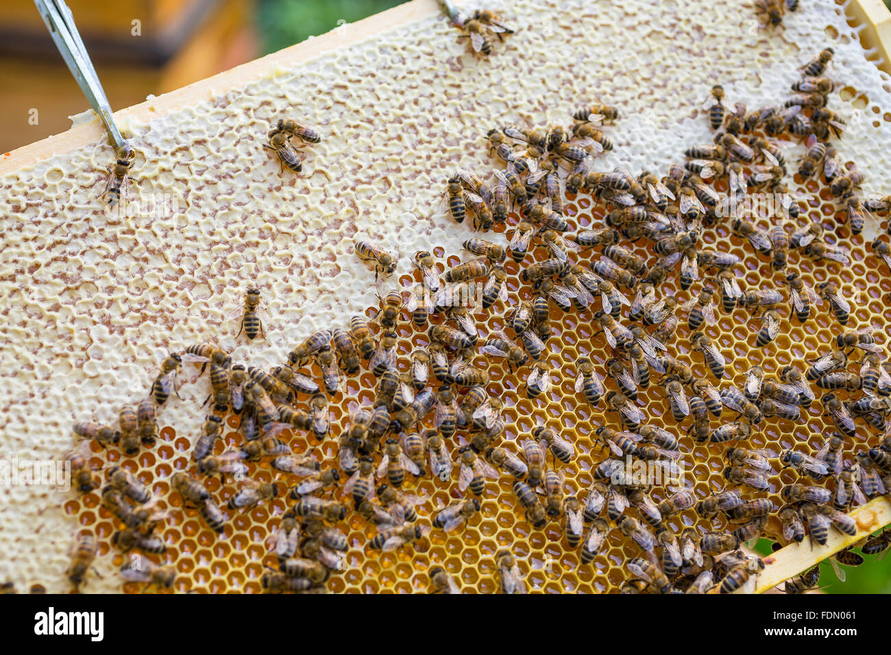 Europäischen Honigbienen (Apis Mellifera) Abdichtung Brutwabe Stockfoto