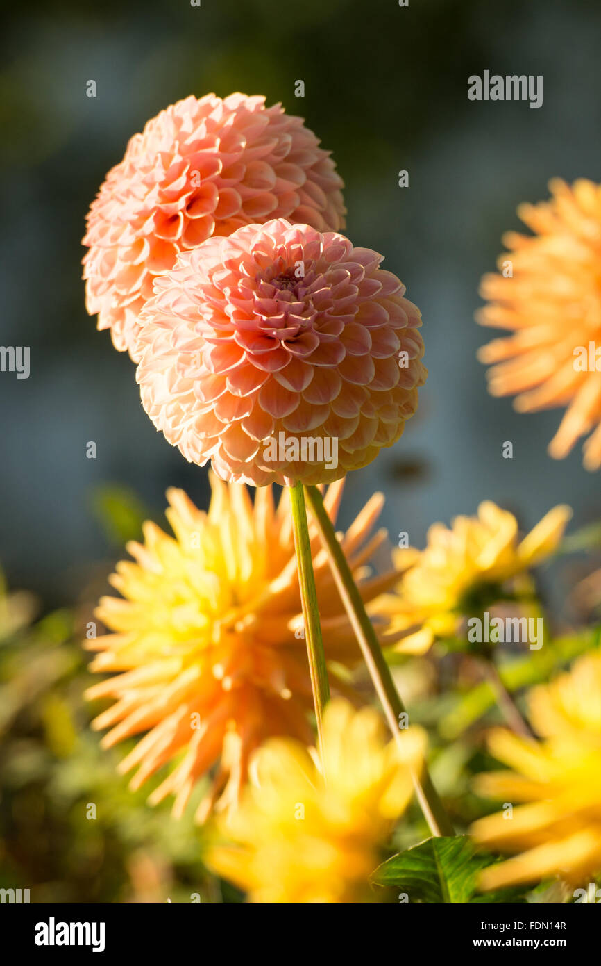 Lachs rosa Dahlien im Sonnenlicht Stockfoto