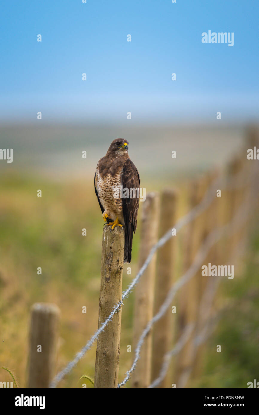 Swainson's Hawk thront auf einem Zaunpfahl in die Ländereien von Alberta, Kanada Stockfoto