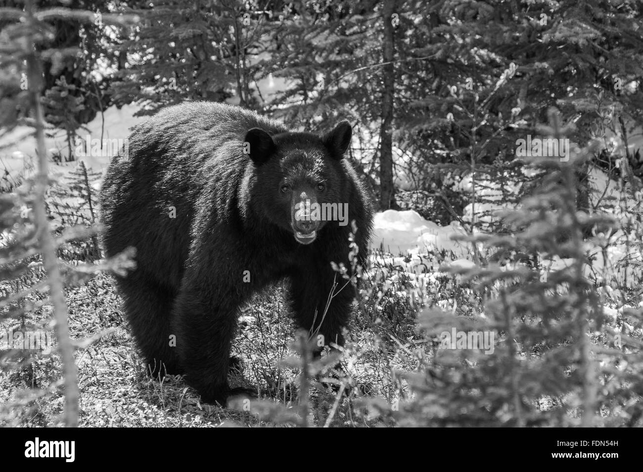 Begegnung mit einem schwarzen Bären in Jasper Nationalpark, Alberta, Kanada Stockfoto