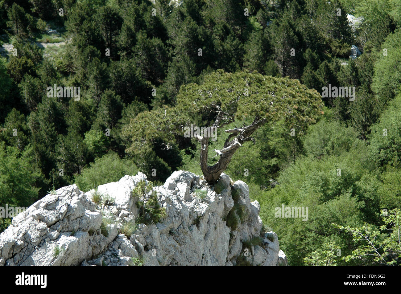 Lone pine auf dem Felsen (Pinus Nigra Subspecies Dalmatica) - Naturpark Biokovo - Dalmatien, Kroatien Stockfoto