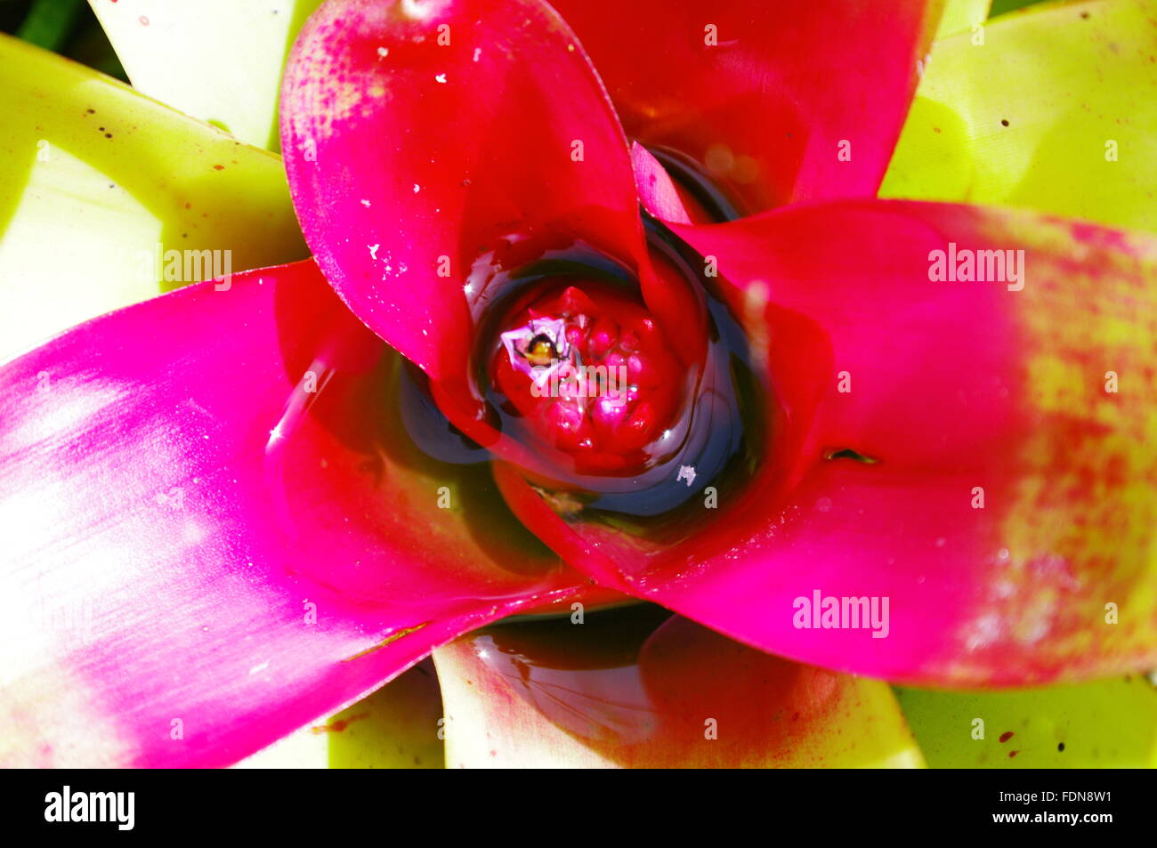 Bromelien Pflanzen des tropischen Regenwaldes Stockfotografie - Alamy