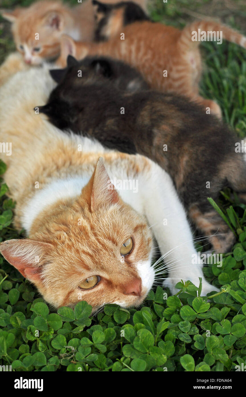 Mama Katze Pflege Wurf Kätzchen Stockfoto