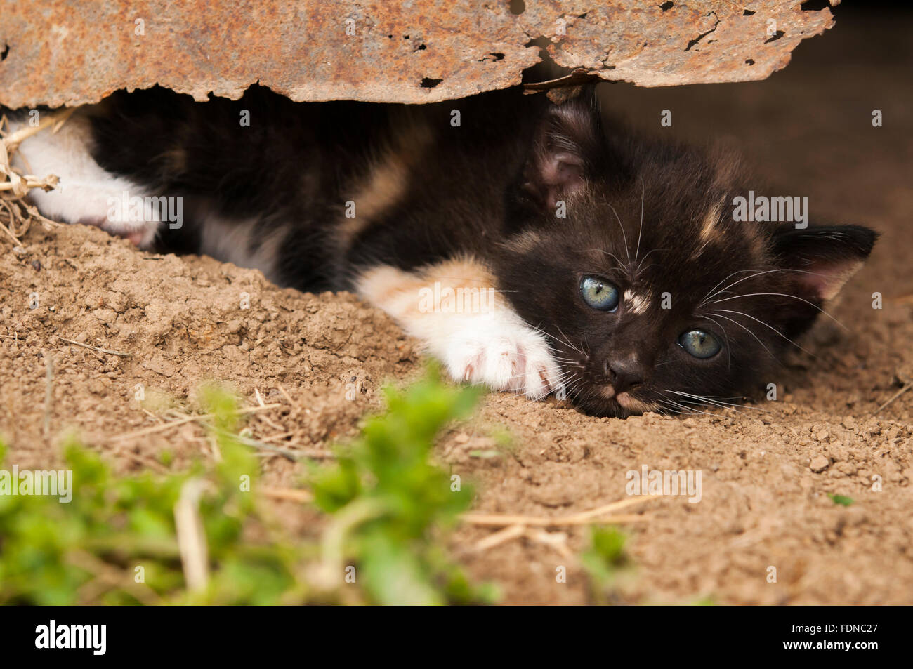 Kätzchen unter alten verwitterten Zinn Stockfoto