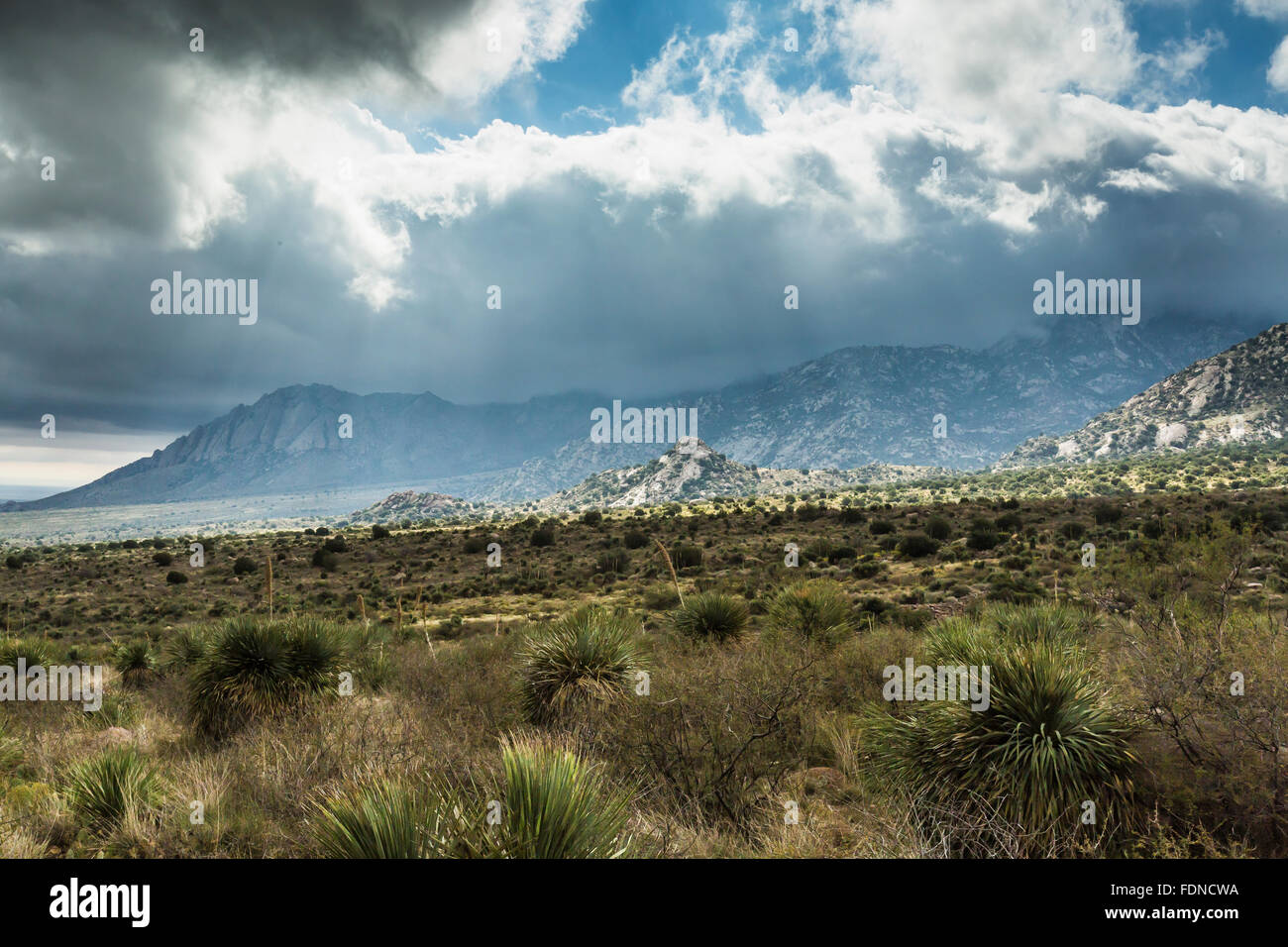 Chihuahua-Wüste Landschaft mit Organ Mountains in den Organ Mountains – Wüste Gipfeln National Monument, New Mexico, USA Stockfoto