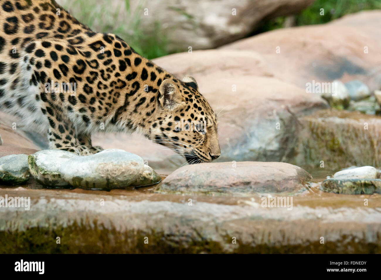 Die Amur-Leopard ist wahrscheinlich die am meisten bedrohten Raubkatze der Welt, mit nur 45 Erwachsene links in freier Wildbahn (nach t Stockfoto