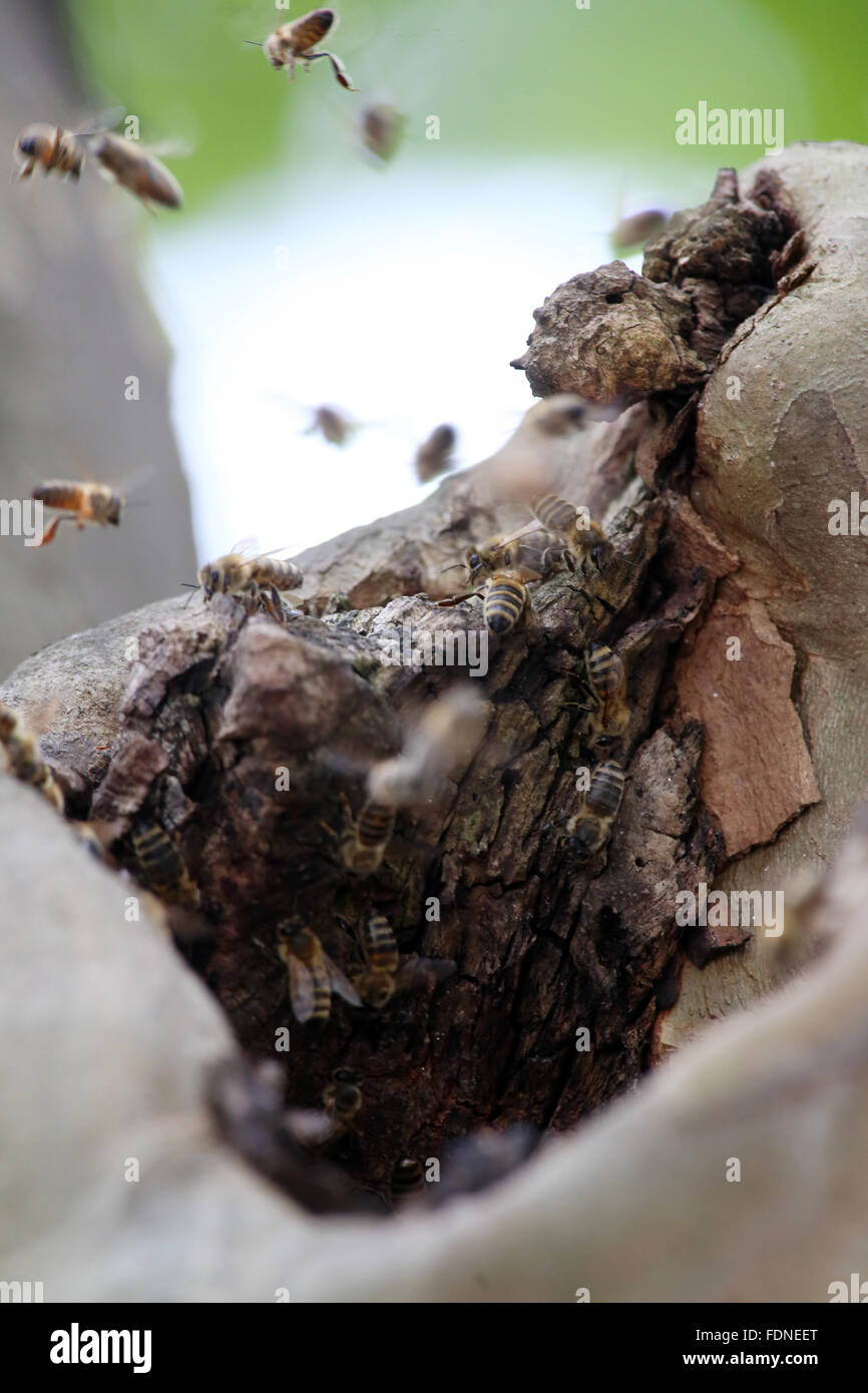 Berlin, Deutschland, Bienen nisten in ein Astloch eines Baumes Stockfoto