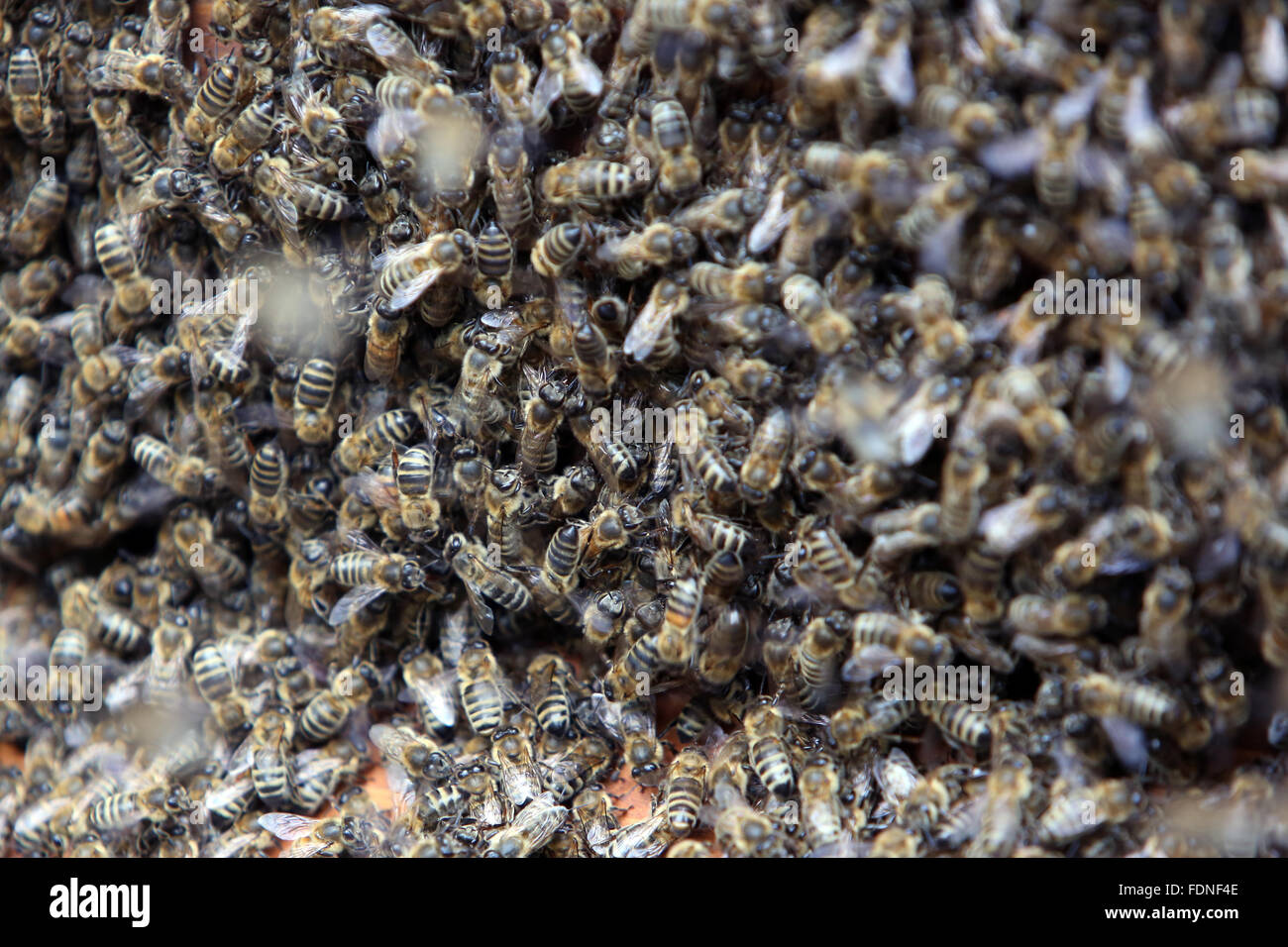 Berlin, Deutschland, Bienenschwarm Stockfoto