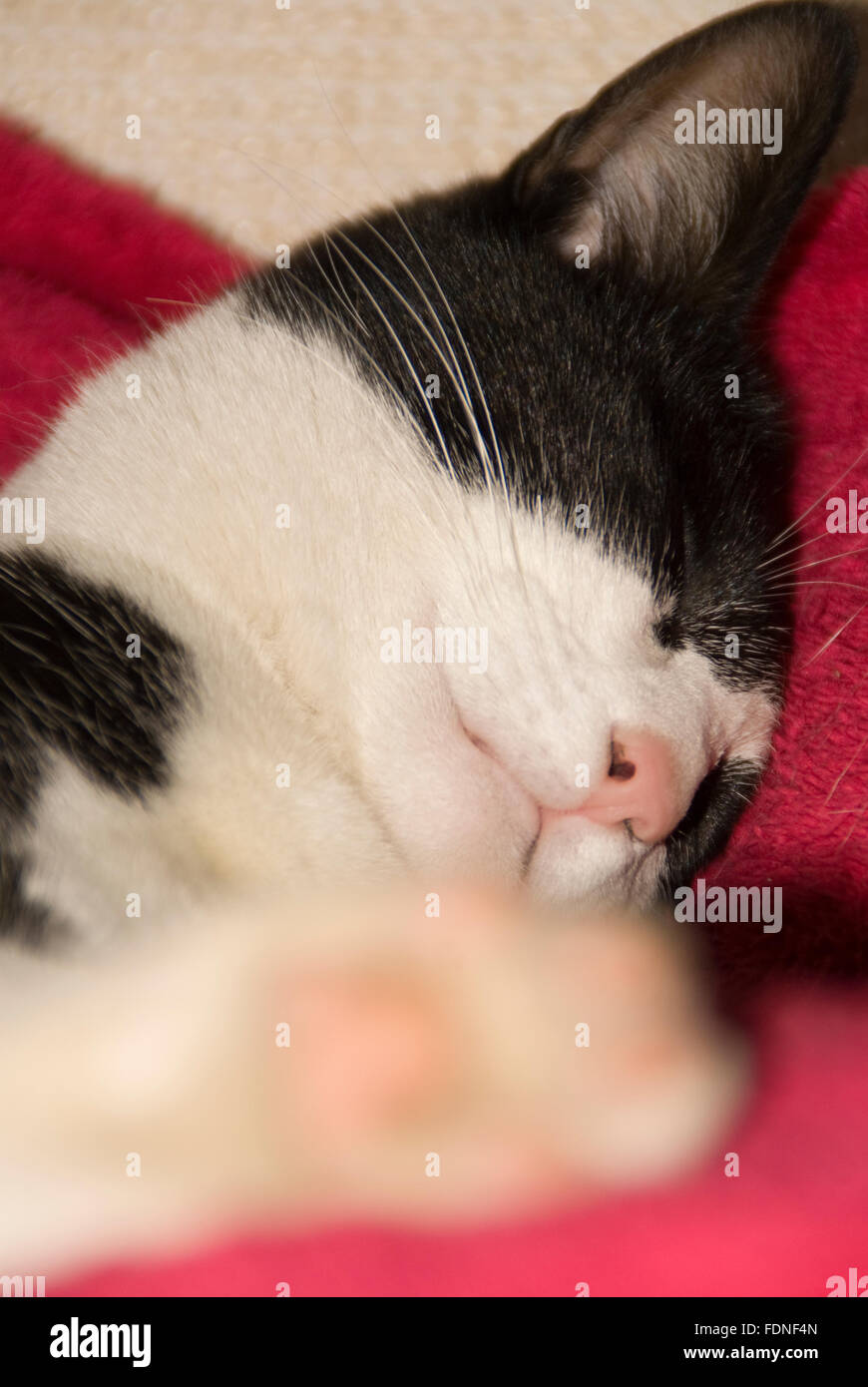 Hauskatze: bist du eine Katze oder ein Hundemensch Stockfoto