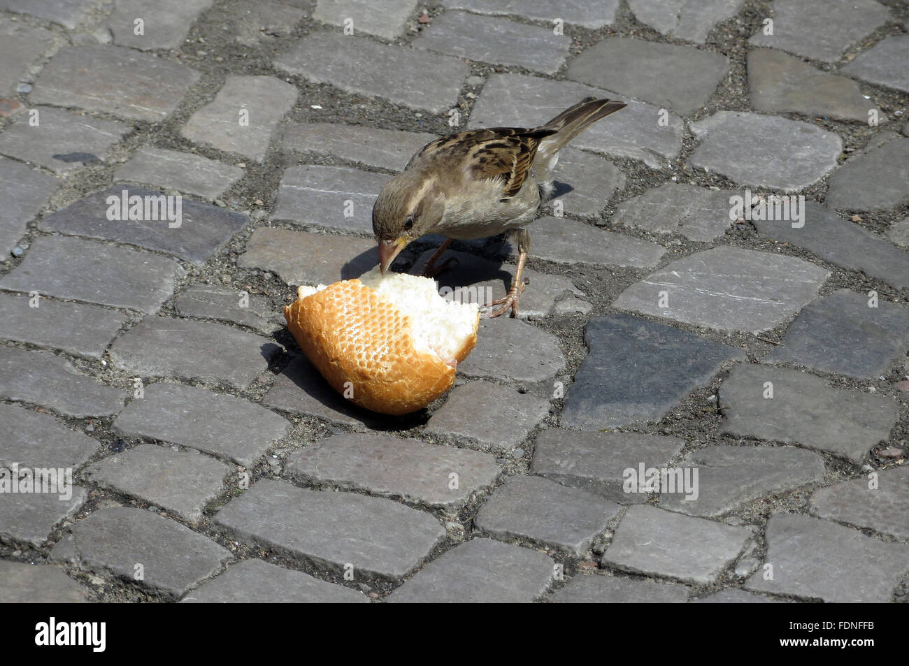 Berlin, Deutschland, Haussperling picken entfernt an eine weggeworfene Brötchen Stockfoto